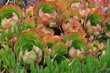 ؽ캮ضģʽ ùذů